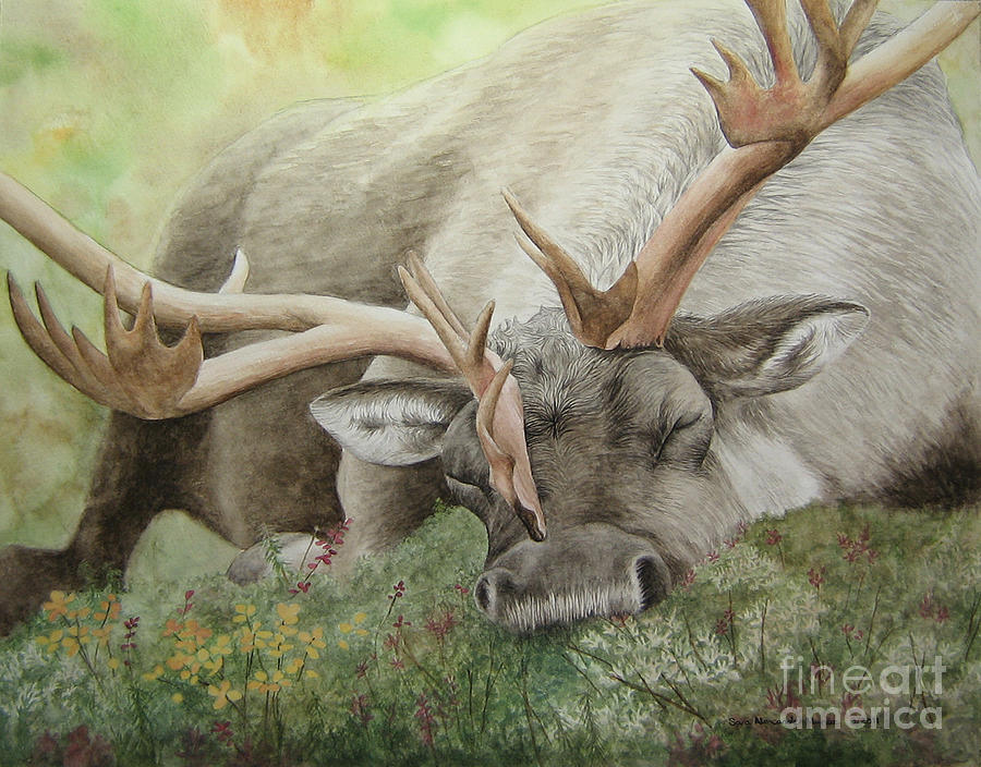 900x704 Sleeping Caribou Painting By Sara Alexander Munoz - Caribou Painting