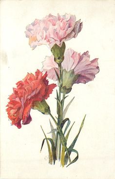 236x366 Catherine Klein Victorian Postcard Catherine Klein - Carnation Flower Painting