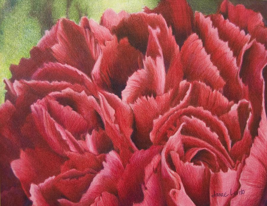 900x696 January Flower Carnation Painting By Janae Lehto - Carnation Flower Painting