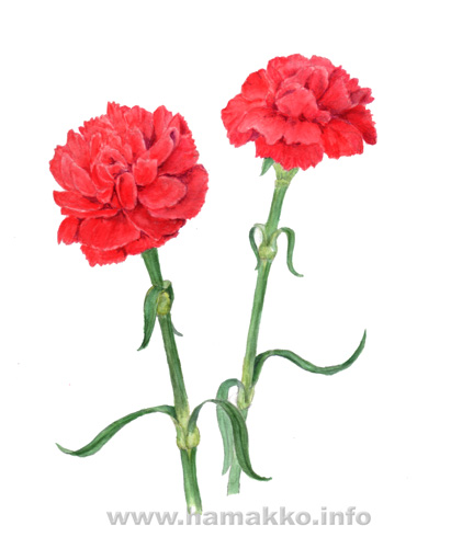 Carnation Painting at PaintingValley.com | Explore collection of ...