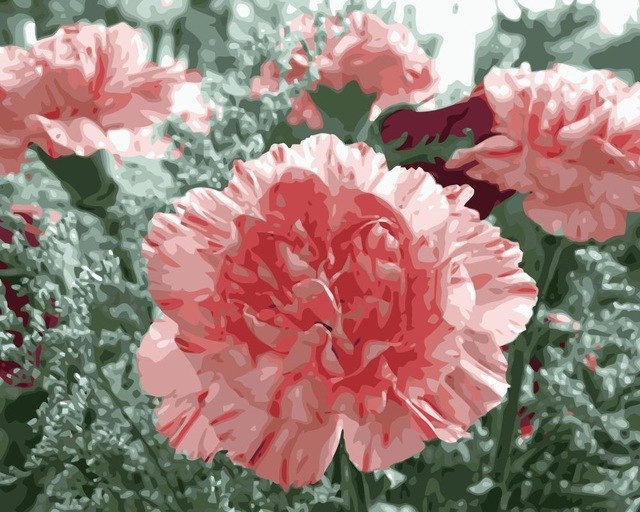 640x512 Mahuaf I930 Diy Painting By Numbers Flowers Pink Carnation Wall - Carnation Painting