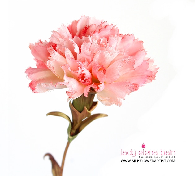 630x567 Video Carnation Aurelia - Carnation Painting