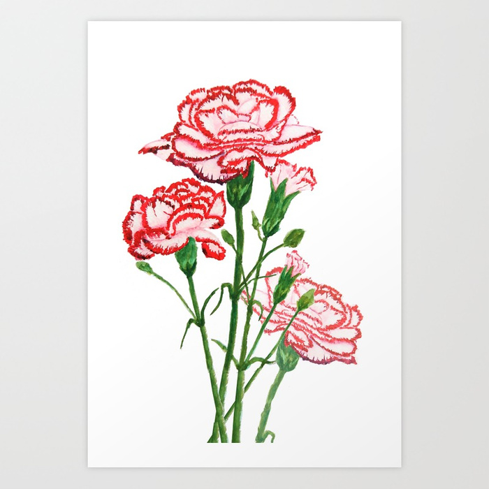 700x700 Pink And Red Carnation Watercolor Painting Art Print By - Carnation Painting