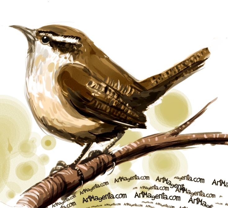 735x671 Birds Carolina Wren - Carolina Wren Painting