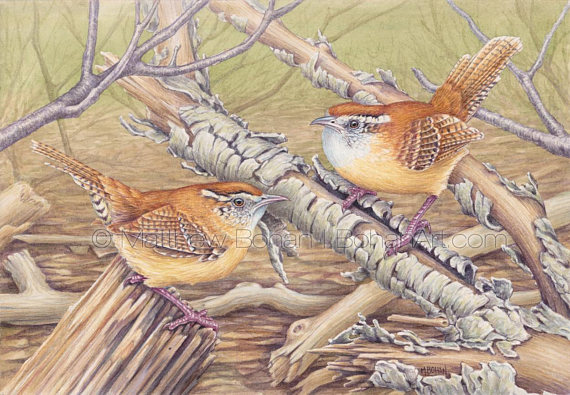 570x395 Print Of Carolina Wrens Painting Watercolor Print Art - Carolina Wren Painting