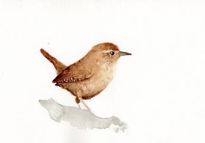 300x209 Wren Original Watercolour Painting, Limited Edition A5 Wildlife - Carolina Wren Painting