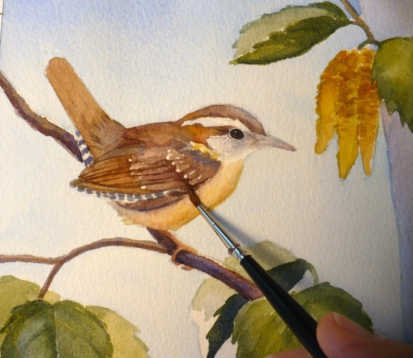 600x520 Zeh Original Art Blog Watercolor And Oil Paintings Carolina Wren - Carolina Wren Painting