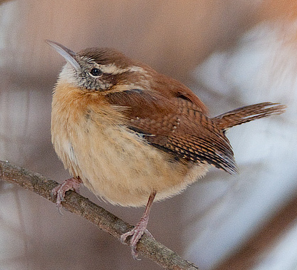 416x379 Carolina Wren - Carolina Wren Painting