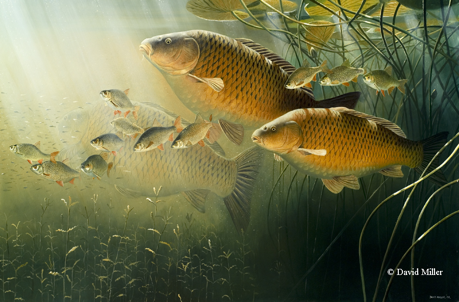 900x592 Carp And Rudd - Carp Painting