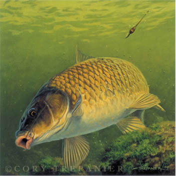 353x352 Caught On Canvas Carp Painting, Fish Prints Collection - Carp Painting