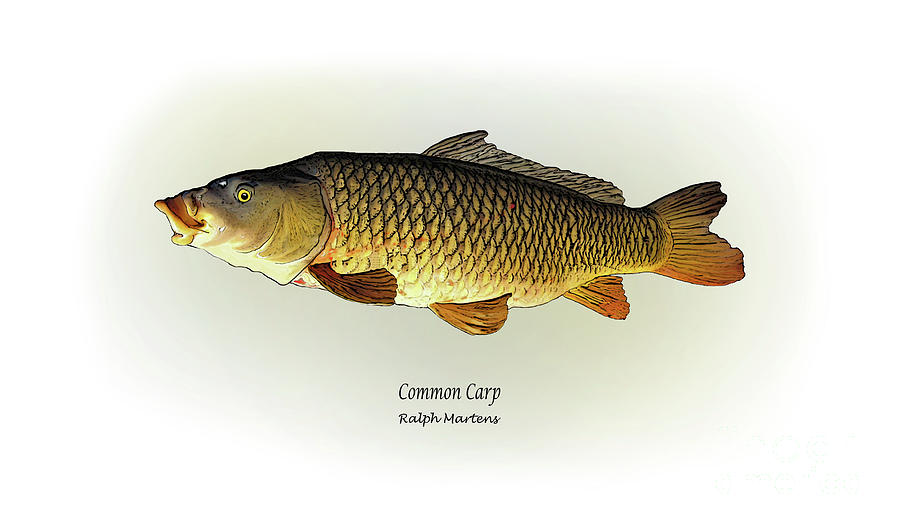 900x529 Common Carp Painting By Ralph Martens - Carp Painting