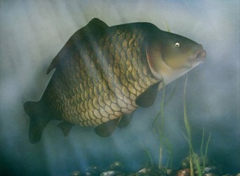 345x254 Common Carp By Jamesgreen - Carp Painting