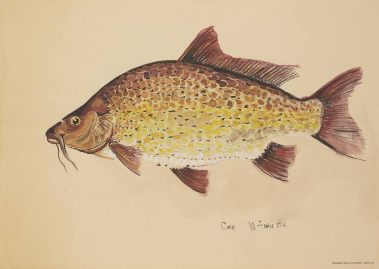 770x546 Saatchi Art Carp Painting By Ethan Froese - Carp Painting