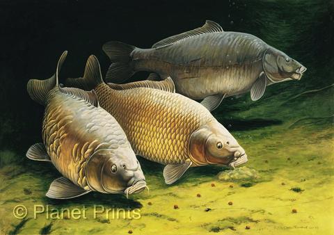 480x338 Three Cautious Carp By Chris Turnbill, Fishing Art Planet Prints - Carp Painting
