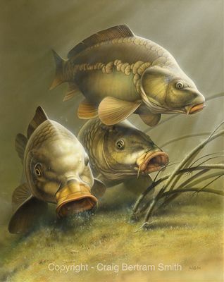318x400 Carp Painting Fishing Carp, Fish And Carp Fishing - Carp Painting