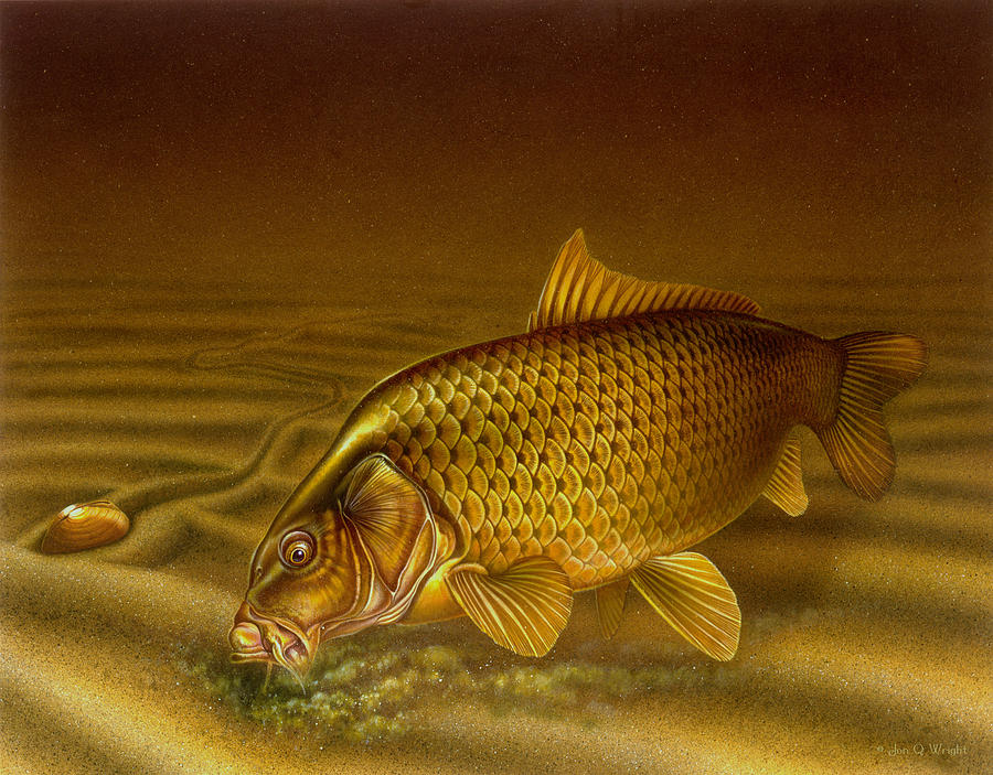 900x703 Carp Painting By Jq Licensing - Carp Painting