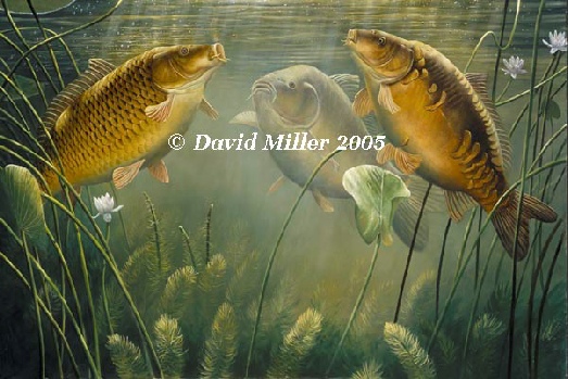 523x349 Carp Prints - Carp Painting
