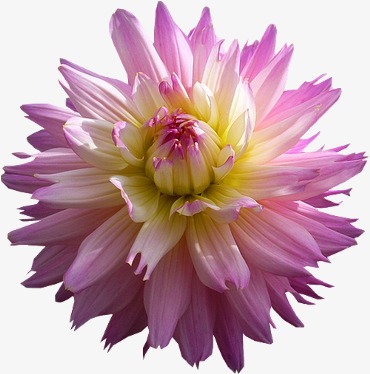 370x374 Flower Painting Flowers Vector Material, Cartoon, Flowers Flowers - Cartoon Flower Painting