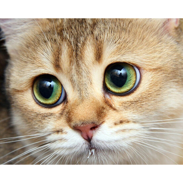 640x640 New 5d Diy Diamond Painting Cat Eye Close Up Square Rhinestones - Cat Eye Painting