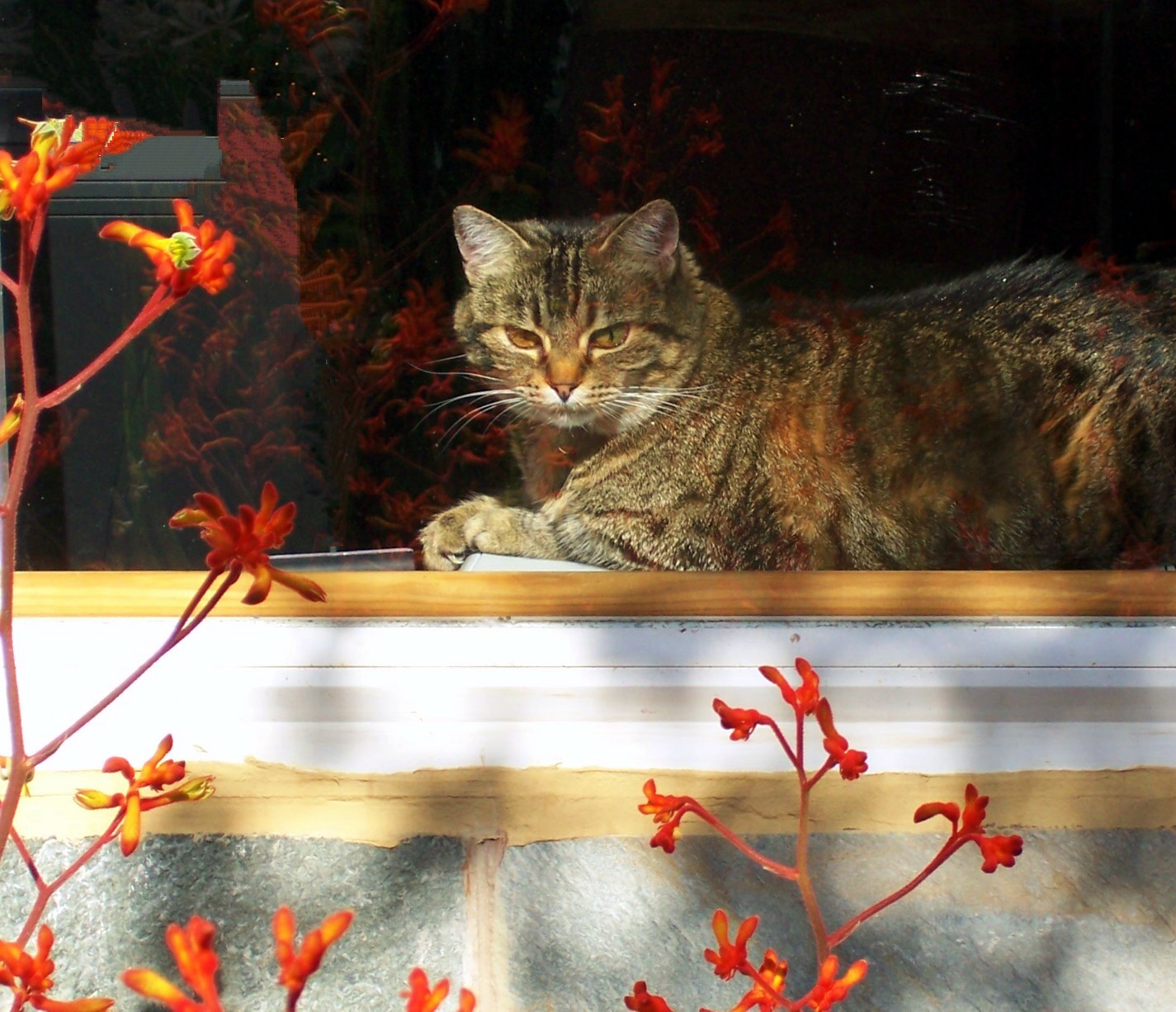 1425x1226 Cat Looking Out The Window - Cat Looking Out Window Painting