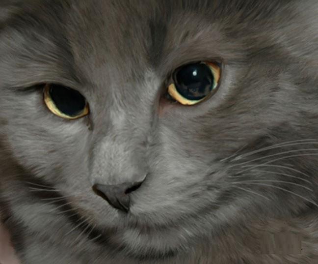 648x537 Cat Oil Painting In Uk Cat Oil Painting - Cat Oil Painting