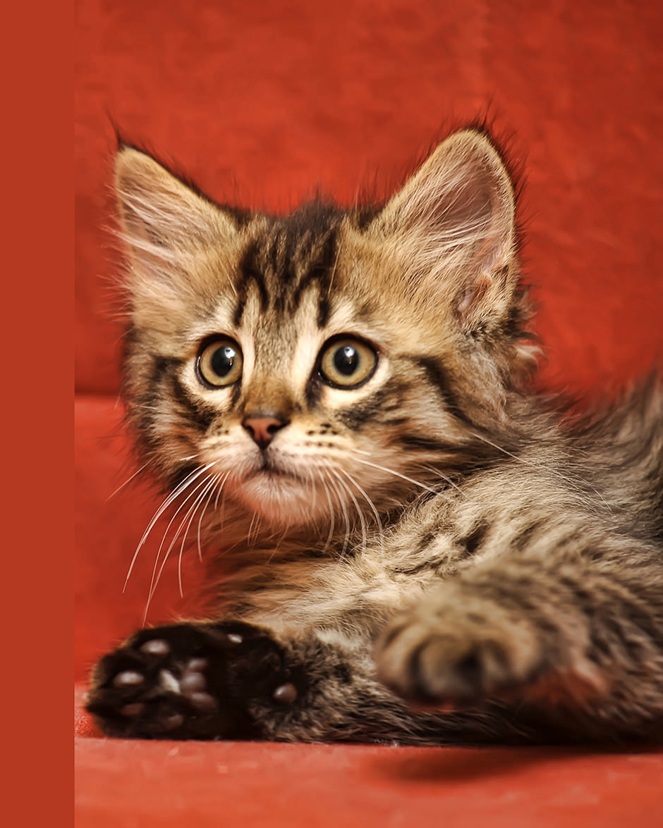 940x1175 Cat Digital Painting Professional Portrait Painting For Cat - Cat Painting Images