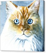 163x186 Doll Face Flame Point Himalayan Cat Painting Painting By Dora - Cat Painting On Canvas