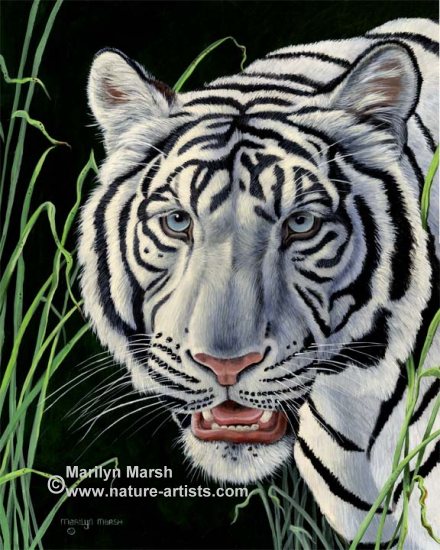 440x550 Paintings Of Large Cats Tiger And Cougar - Cat Painting Tiger