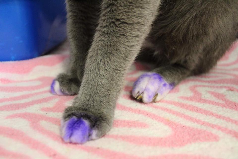960x640 This Cat's Paws Were Painted Purple For The Saddest Reason - Cat Paw Painting