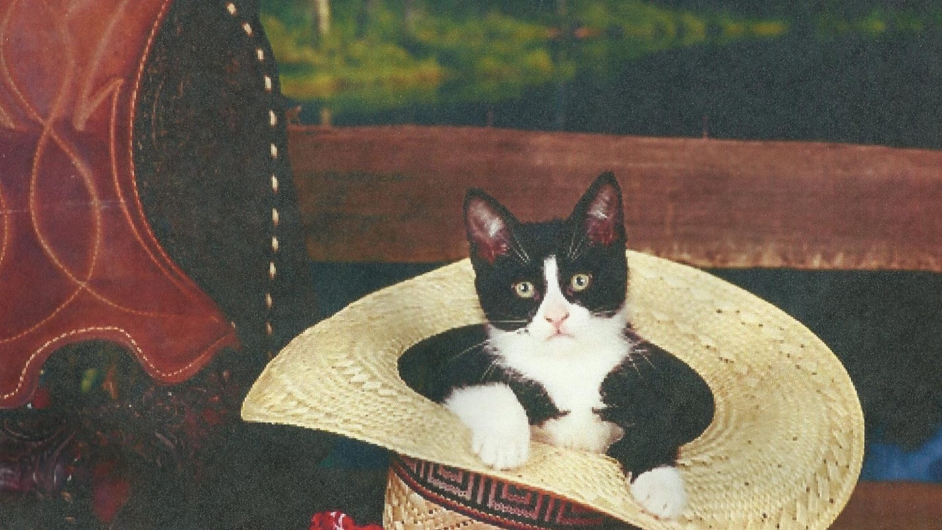 1920x1080 Cat Banana Painting 4k Pictures 4k Pictures [Full Hq Wallpaper] - Cat With Banana Painting