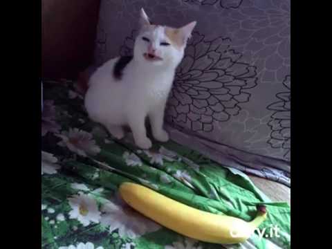 480x360 No Banana Song - Cat With Banana Painting