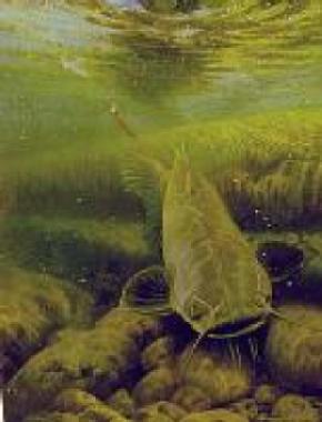 290x380 Larry Tople - Catfish Painting