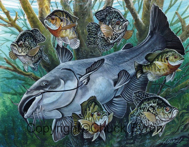 737x575 Panfish And Blue Catfish Painting Fishing Blue - Catfish Painting