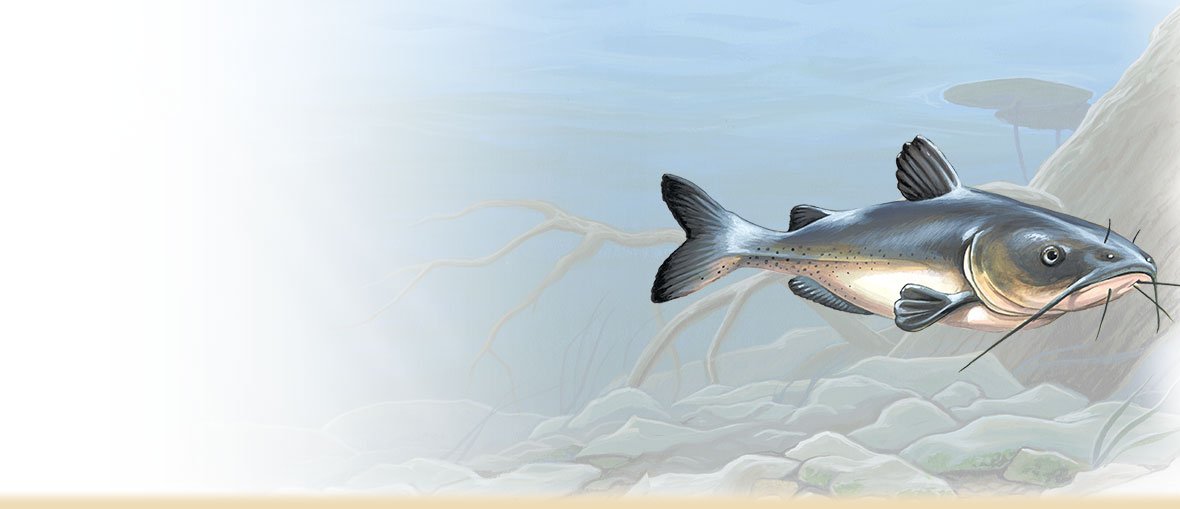 1180x509 Channel Catfish Facts, Information, And Photos - Catfish Painting