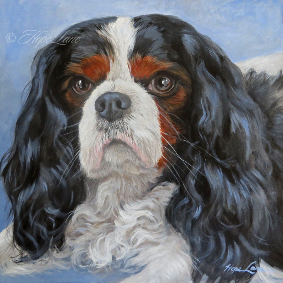 900x900 Completed Painting Of Bentley, A Cavalier King Charles Spaniel - Cavalier King Charles Painting