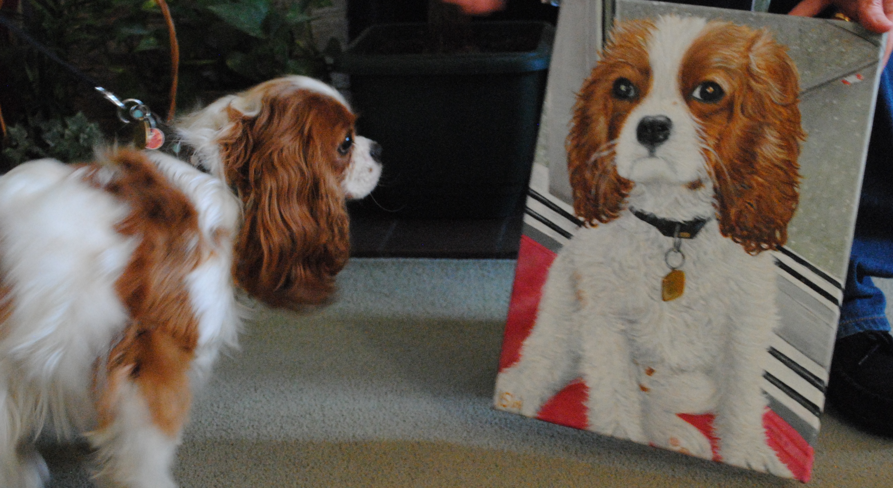 3054x1671 How To Paint A King Charles Cavalier Spaniel Animal Art By Imi - Cavalier King Charles Painting