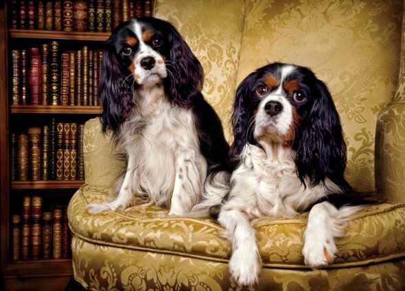 590x424 Prince Spot Cavalier King Charles Spaniel Portrait Painting - Cavalier King Charles Painting