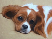 220x167 Cavalier King Charles Spaniel Painting By Hazel Morgan - Cavalier King Charles Spaniel Painting