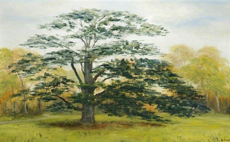 800x494 The Old Cedar Tree - Cedar Tree Painting