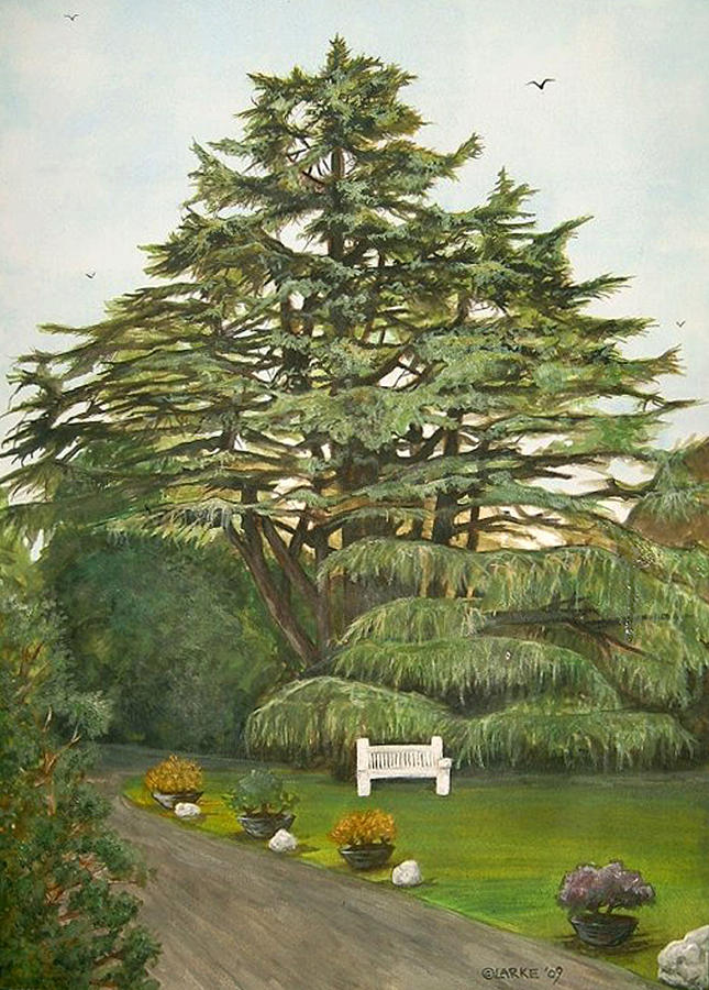 645x900 Cedar Tree Painting By Stacey Clarke - Cedar Tree Painting