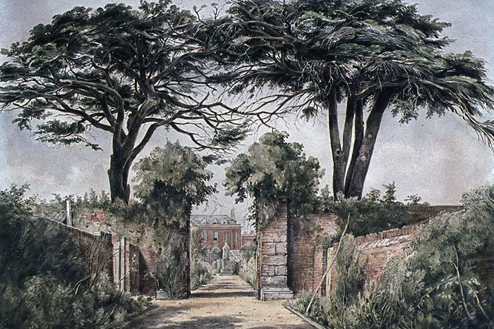 700x467 Cedar Trees In The Physic Garden, Painted By James Fuge C.1850. - Cedar Tree Painting