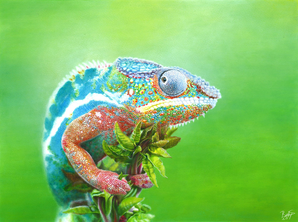 1034x773 Chameleon Painting By Betty S - Chameleon Painting