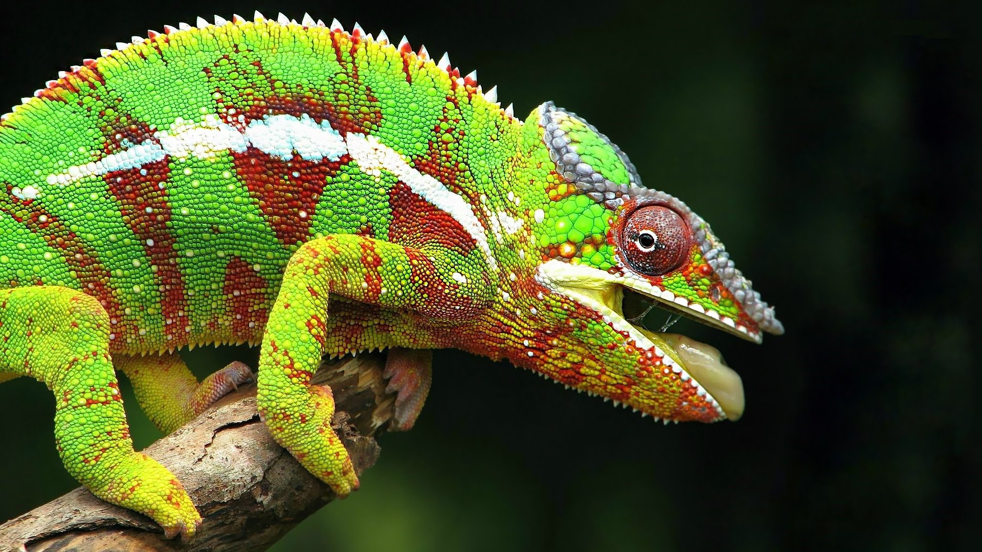 1920x1080 Body Painting (Chameleon) - Chameleon Painting