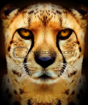 285x340 Image 4178624 Cheetah Painting From Crestock Stock Photos - Cheetah Painting