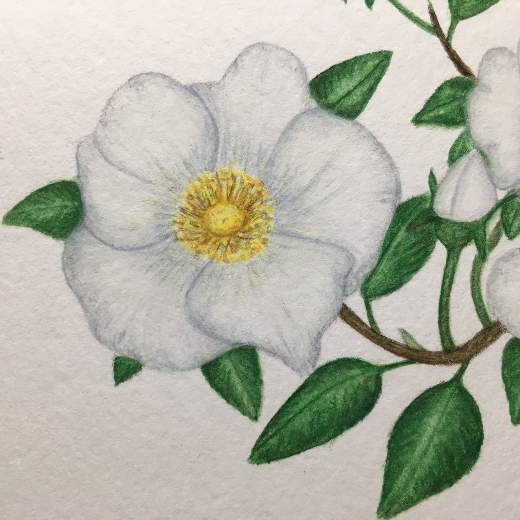 1024x1024 Jennifer Schiano (@jenschianoart) Twitter - Cherokee Rose Painting