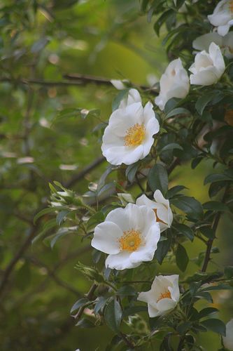 333x500 State Flowers Photo Gallery Cherokee Rose, Flowers And Beautiful - Cherokee Rose Painting
