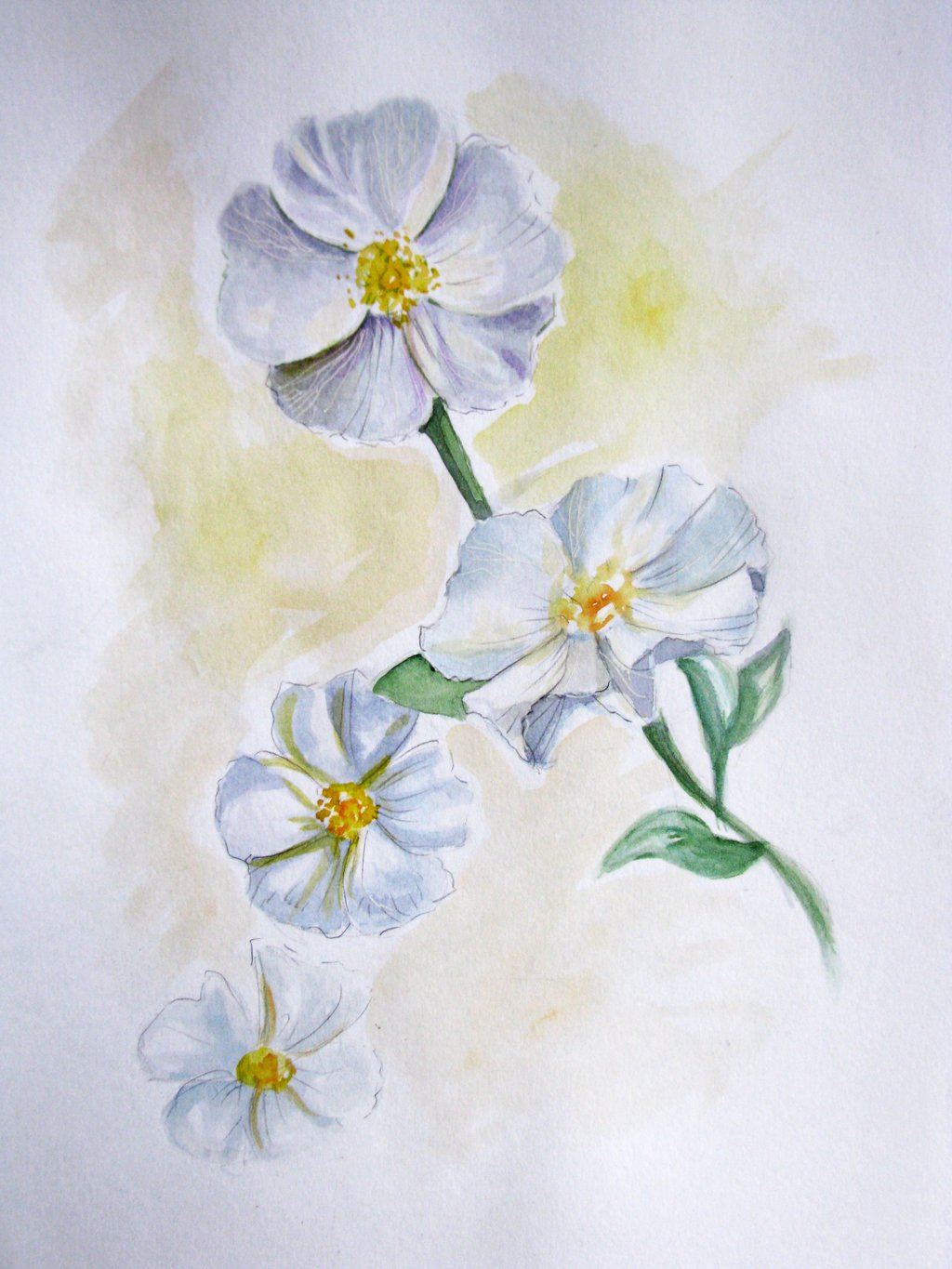 1024x1365 Study - Cherokee Rose Painting