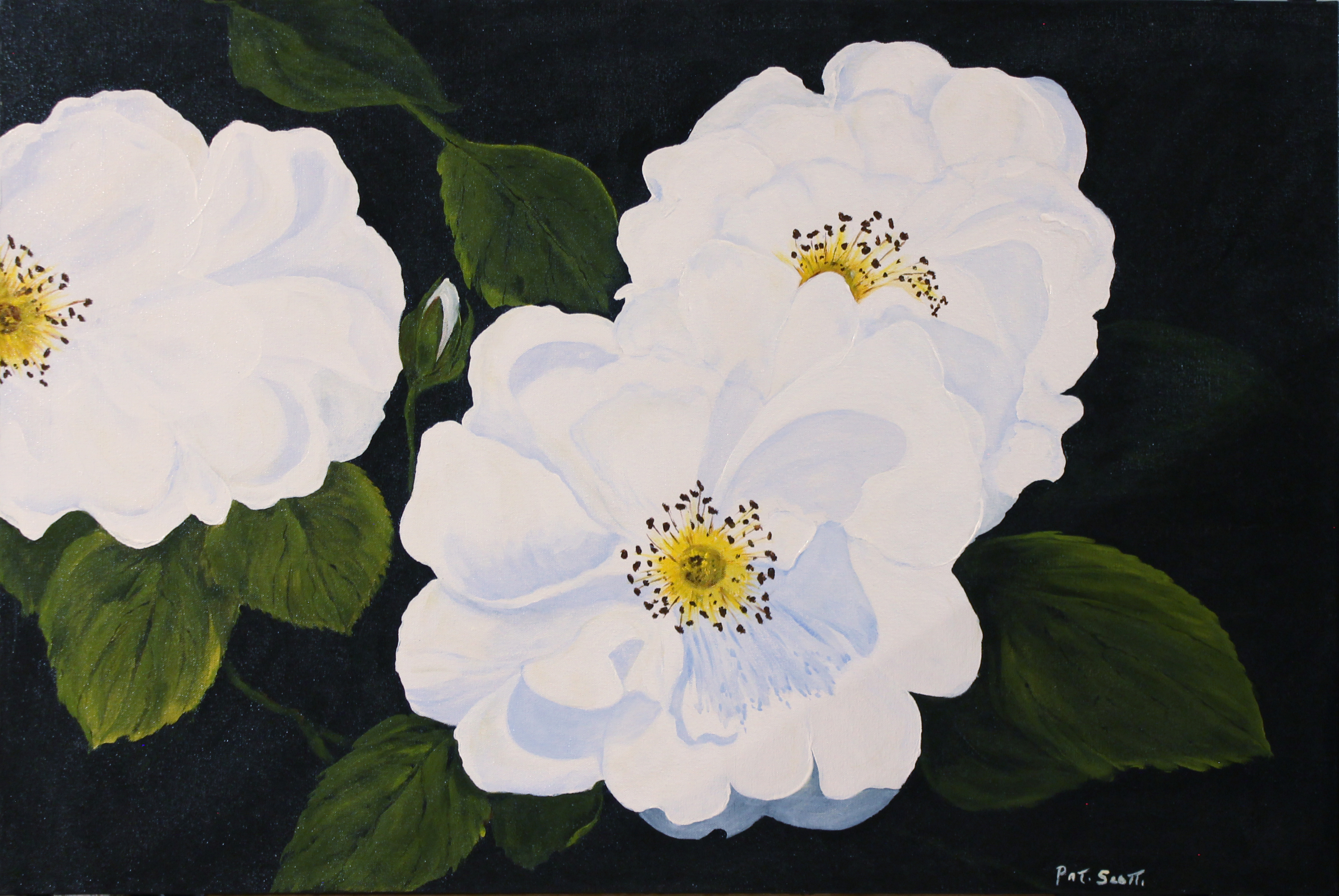3568x2388 Cherokee Rose - Cherokee Rose Painting