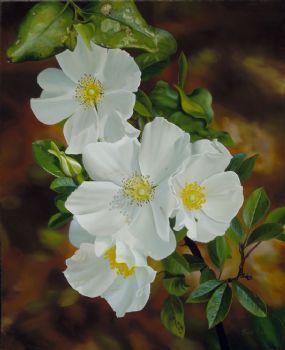 285x350 Cherokee Rose - Cherokee Rose Painting