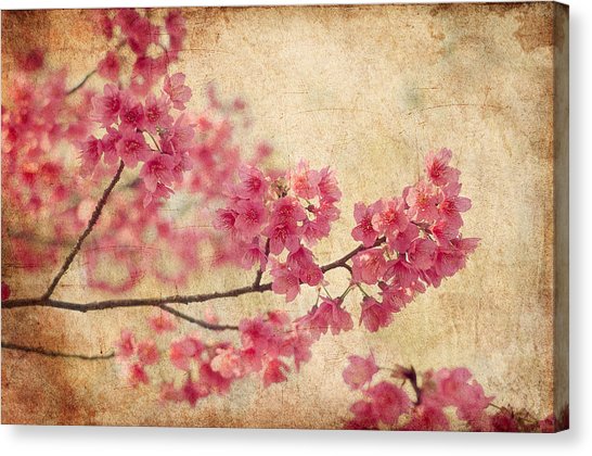 546x420 Cherry Blossom Canvas Prints Fine Art America - Cherry Blossom Canvas Painting